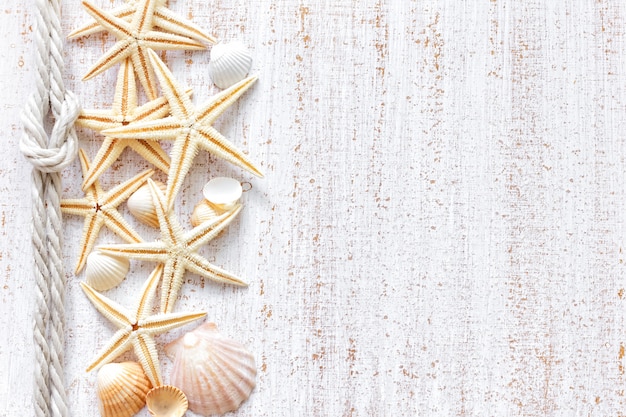 Seashells on a concrete wall