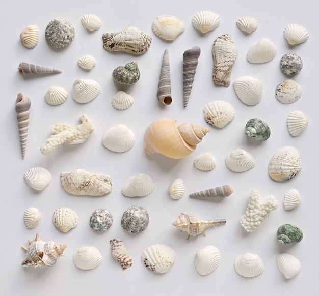 Seashells and corals collection on a white background