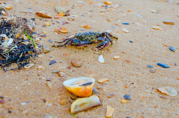 Seashells and crab on the sand of the beach.