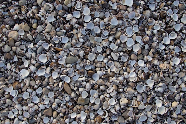 Seashells of different sizes and shapes close-up top view