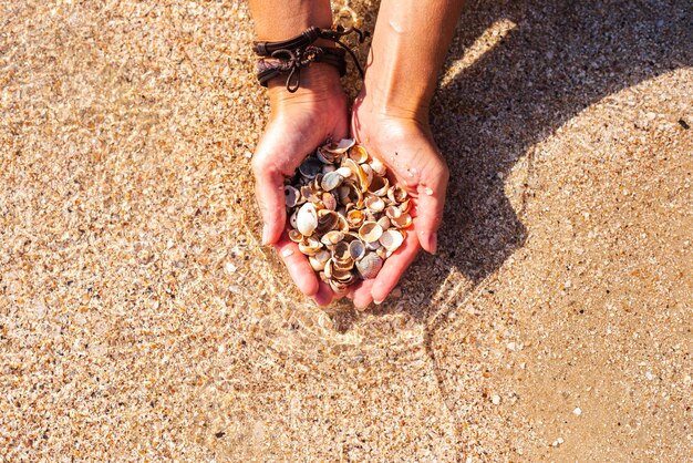 ビーチの背景に女性の手の貝殻トップビューフラットレイ