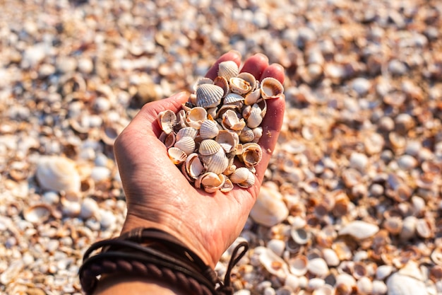 Seashells in a female palm on the background of the beach.