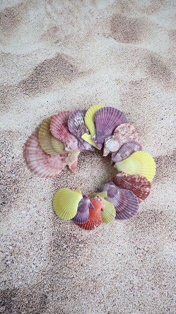 Seashells Glorius scalop mix