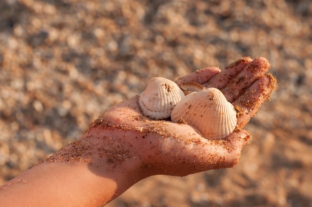 砂で汚れた手の貝殻