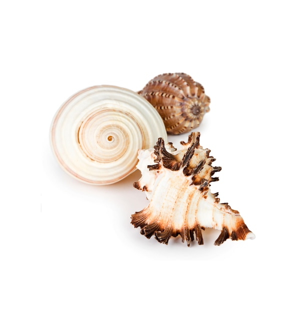 Photo seashells isolated on white background