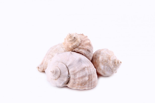 Seashells isolated on white, cut out