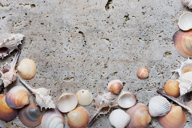 Seashells on the light marble background.