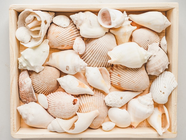 Photo seashells lying on the sand. beautiful card.