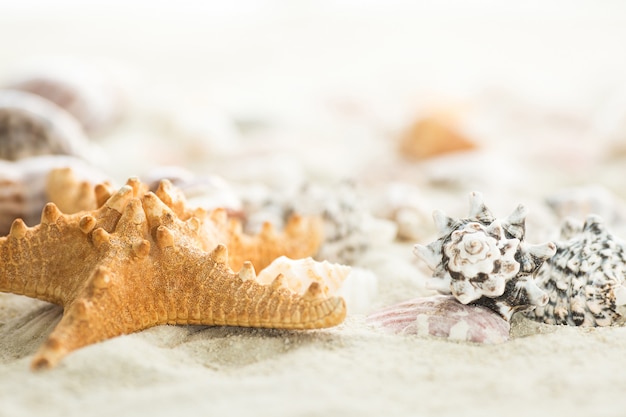 Seashells on a neutral background. Summer background with the sand on the sea or ocean coast