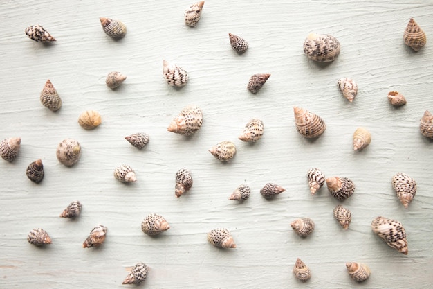 Seashells pattern on blue wooden background