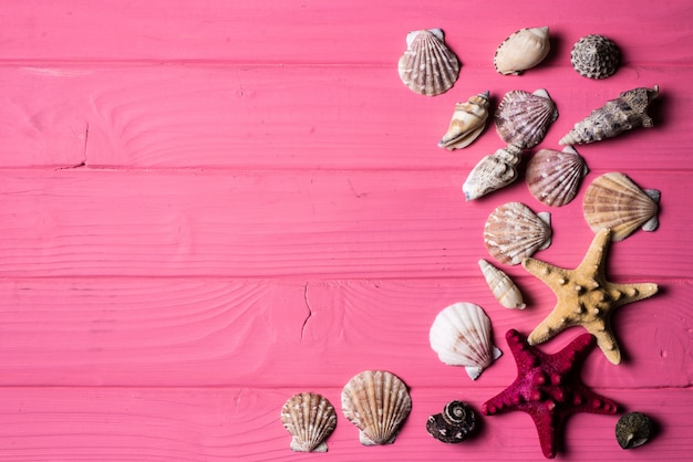 Seashells on pink wooden background