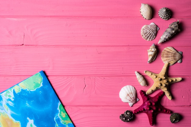 Seashells on pink wooden background