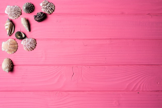 Seashells on pink wooden background