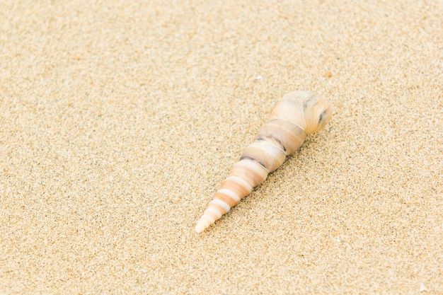 seashells on sand as background