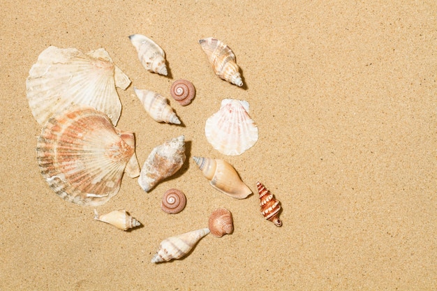 Seashells on a sand background with copy space