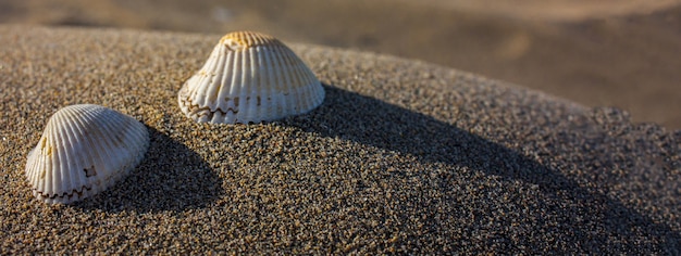 Photo seashells on the sand, banner image with copy space