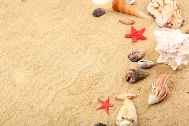 Seashells on sand closeup