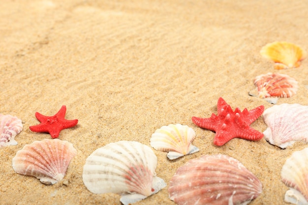 Seashells on sand closeup