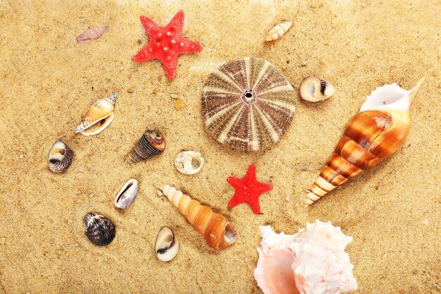 Seashells on sand closeup