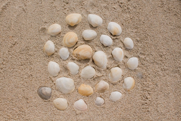 Seashells in the sand on the seashore