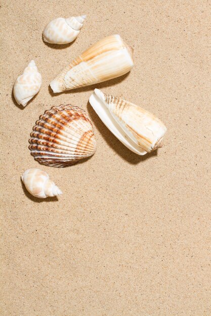 Seashells on the sand in a top view with copy space