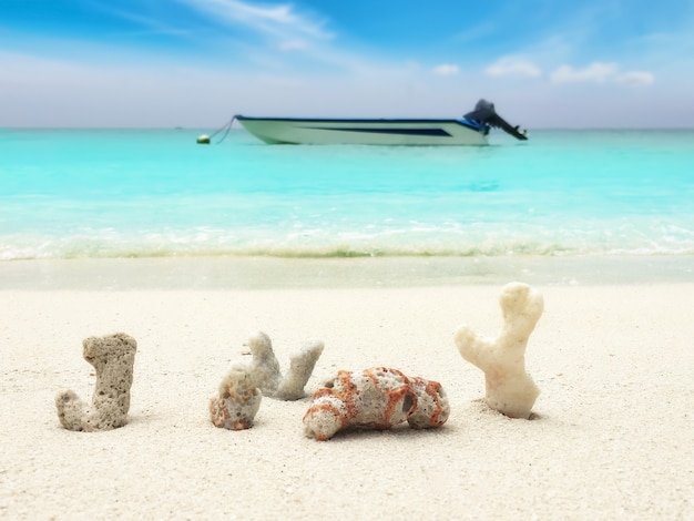 Seashells on the sand in a tropical island, Maldives.