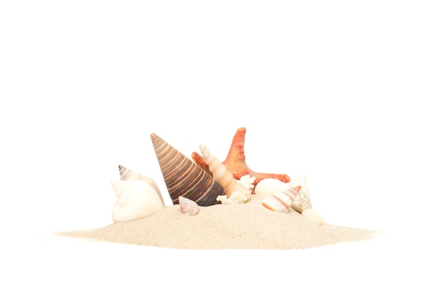 seashells in the sand on a white isolated background