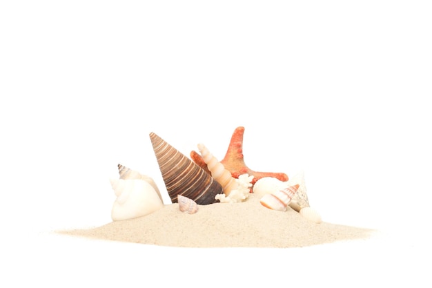 Seashells in the sand on a white isolated background