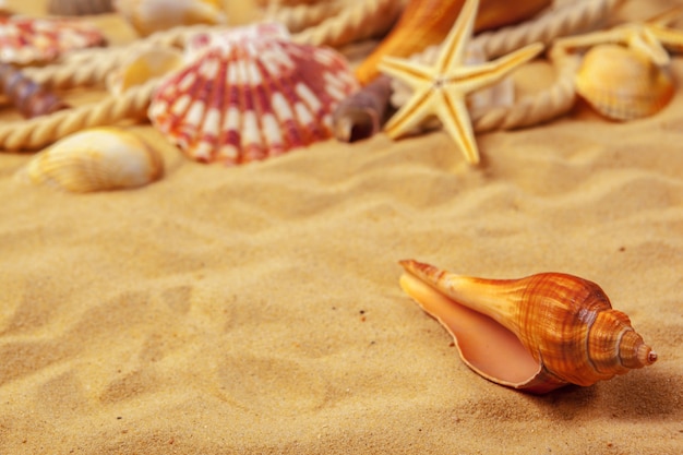 Seashells on sand.