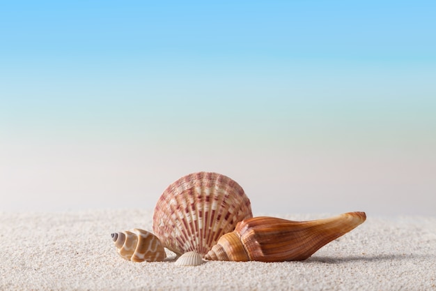 Seashells on sandy beach