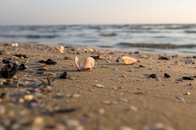 夏の朝の日のアドリア海の海のビーチの砂浜の貝殻