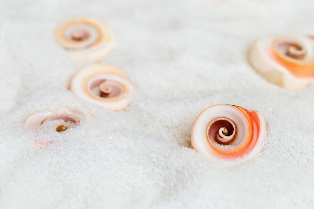 Seashells on sea salt background