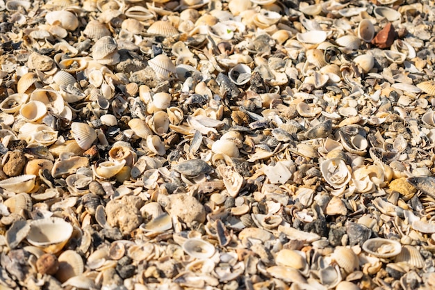 Foto conchiglie in riva al mare messa a fuoco selettiva