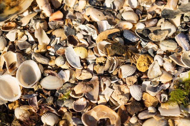 Seashells on the seashore Selective focus