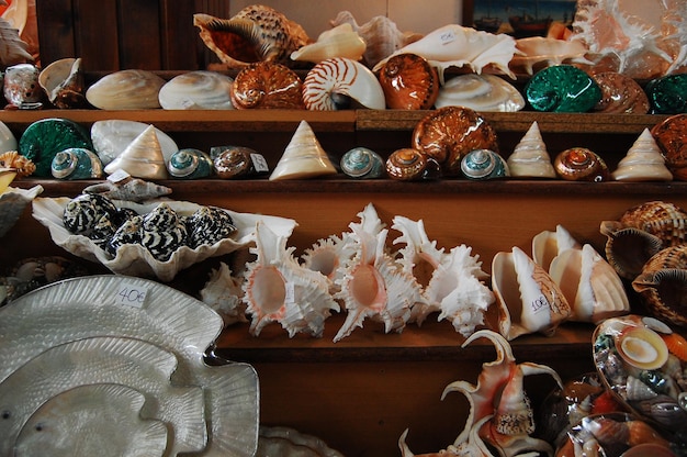 Seashells on shelf