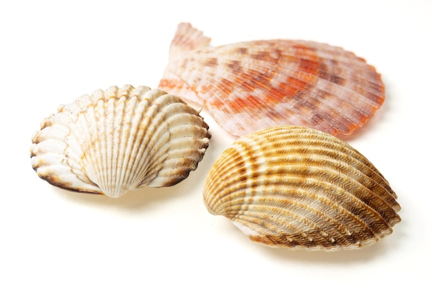 Seashells and shells on white background