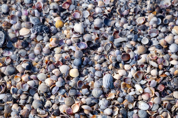 Seashells on the shore of an island in the sea