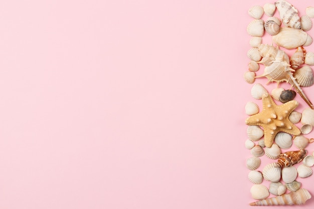 Seashells and starfish on a pale pink background