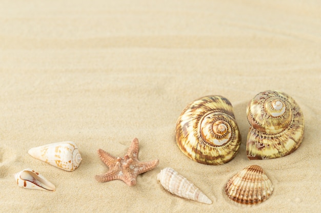 Seashells and starfish on the sand