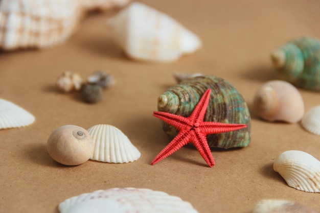 Seashells and starfish 