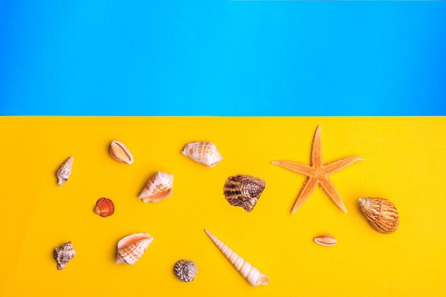 Seashells and stars on yellow and blue background.