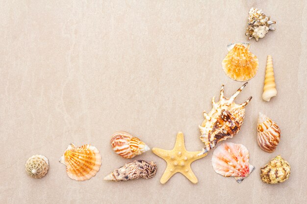 Seashells summer background. Lots of different seashells piled together, , copy space, frame.