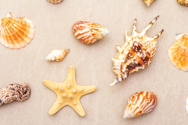 Seashells summer surface. Lots of different seashells piled together, , close up.