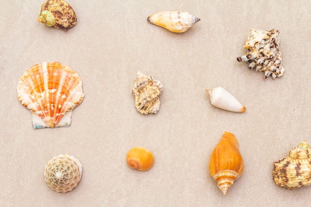 Seashells summer surface. Lots of different seashells piled together, , close up.