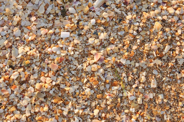 Seashells texture