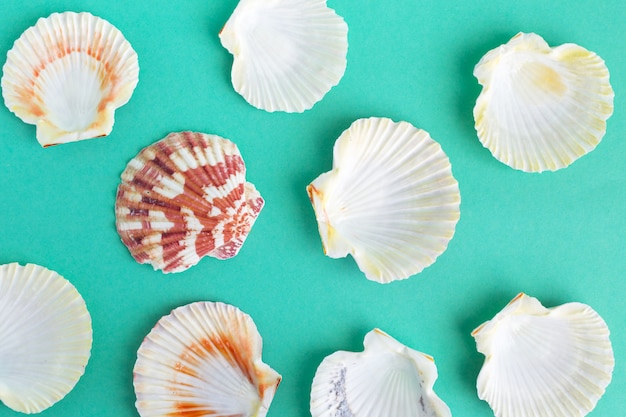 Photo seashells top view