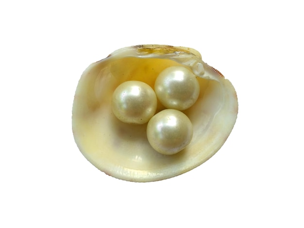 Foto conchiglie su sfondo bianco una conchiglia di mare aperto con una perla all'interno su sfondo bianco
