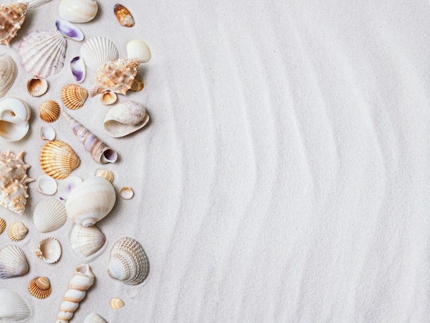 Foto conchiglie sulla sabbia bianca. sfondo estivo spiaggia