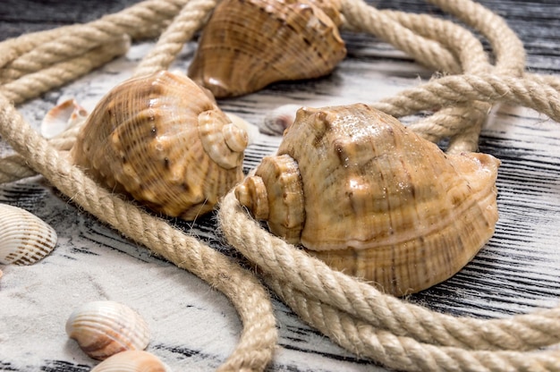 Seashells with rope