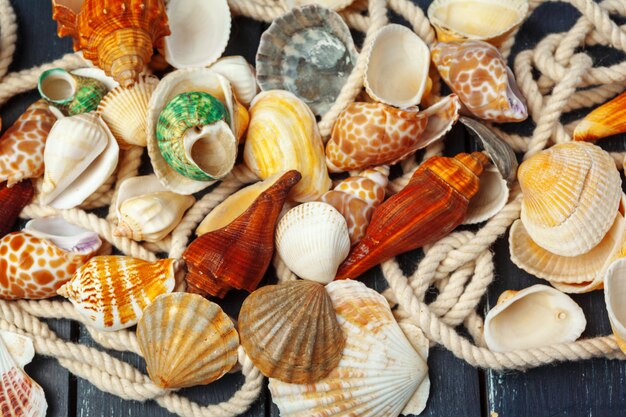 Seashells on wood.